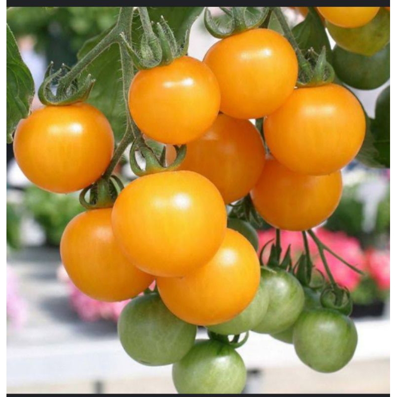 Cây cà chua bi đủ loại