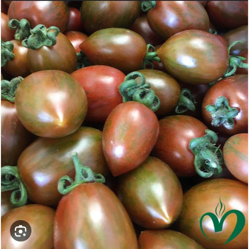 Cây cà chua bi đủ loại