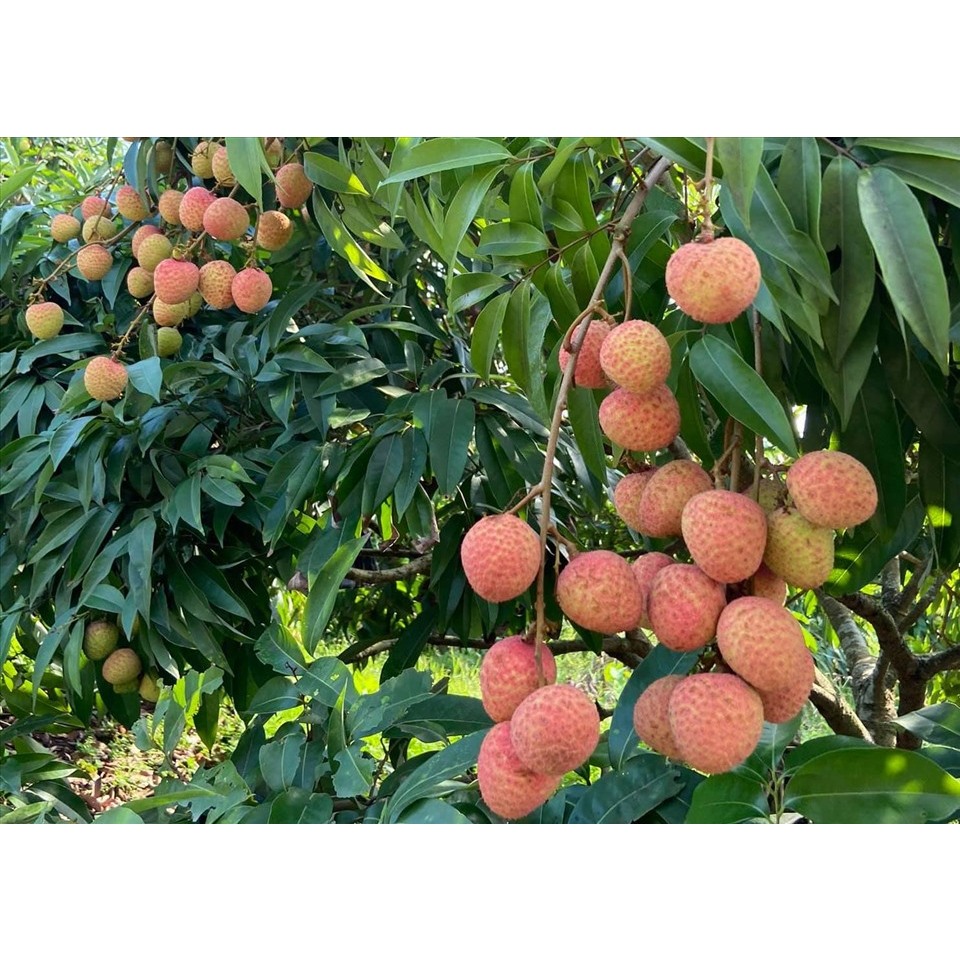 Vải thiều đóng hộp - đặc sản Thanh Hà - 1 hộp 565g Lê Gia