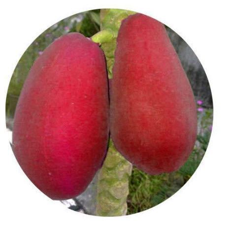 GÓI 100 HẠT ĐU ĐỦ LÙN VỎ ĐỎ- quả to như hình