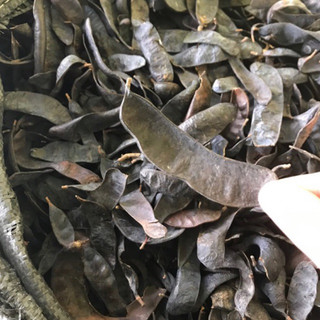 Bồ Kết Khô 500g ( bồ kết quả lép như hình,bồ kết đốt)