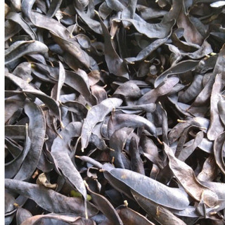 Bồ Kết Khô 500g ( bồ kết quả lép như hình,bồ kết đốt)