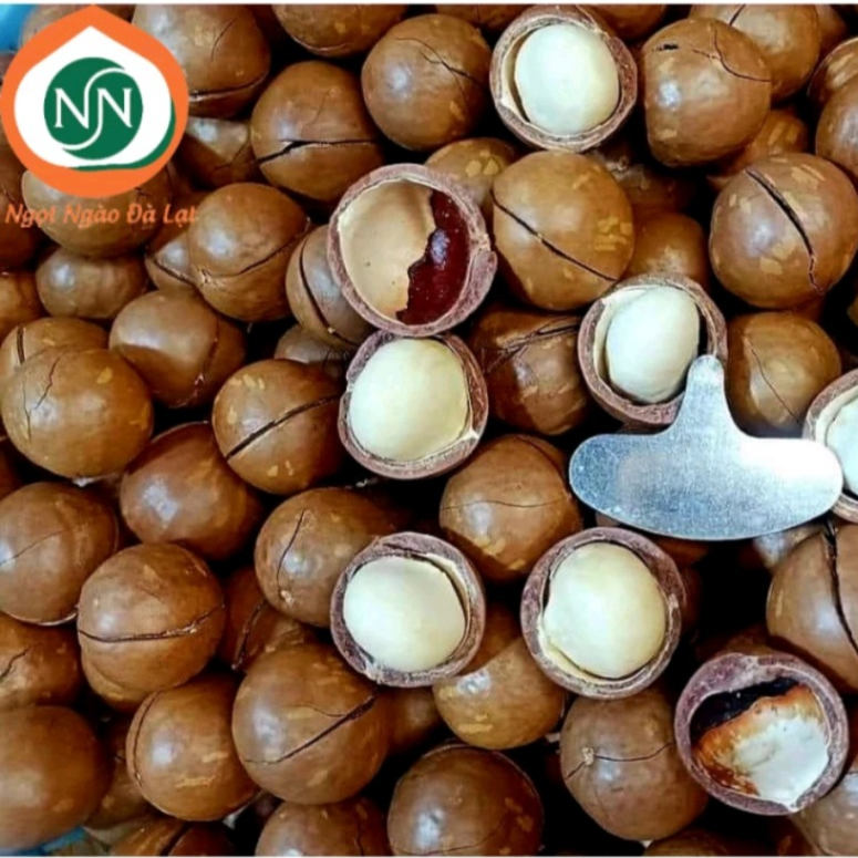 Macca Đà Lạt thơm ngon bùi béo  |NGỌT NGÀO ĐÀ LẠT Store| Đặc sản Tà Nung Đà Lạt ngon miễn chờ êm chê...