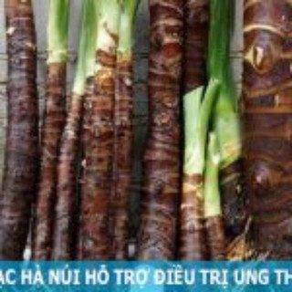 Áo - combo 5kg củ Bạc hà núi lâu năm, nhiều dược chất