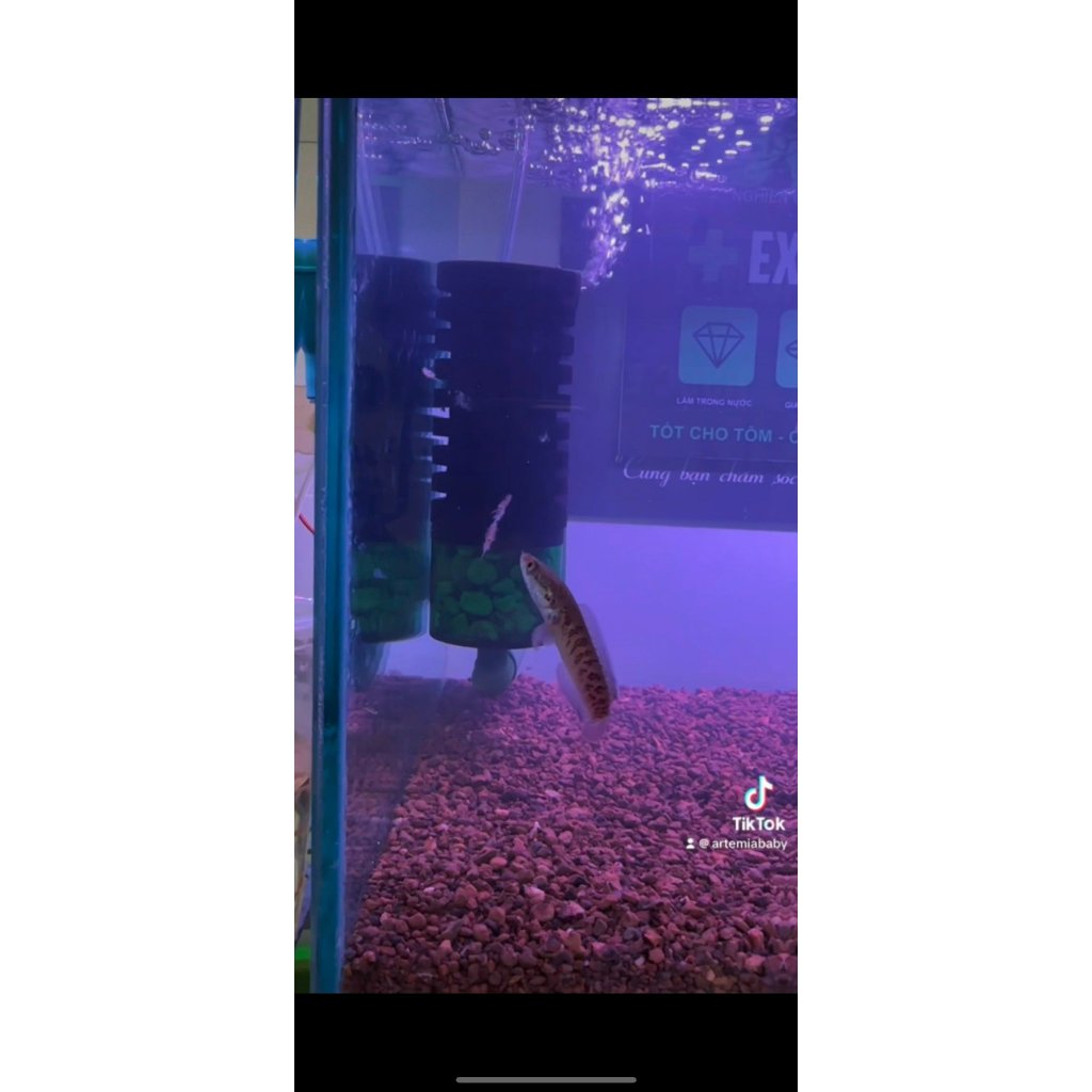 🦐🐠 Artemia Sinh Khối Cho cá ăn ngay.