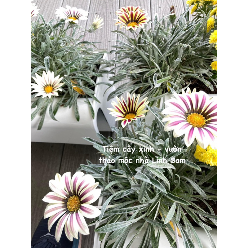 Cúc huân chương  / Gazania rigens