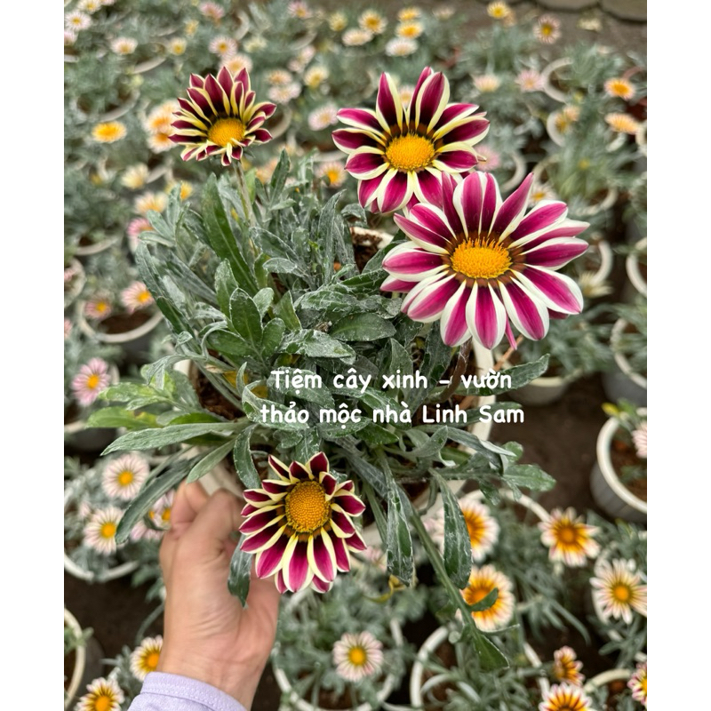 Cúc huân chương  / Gazania rigens