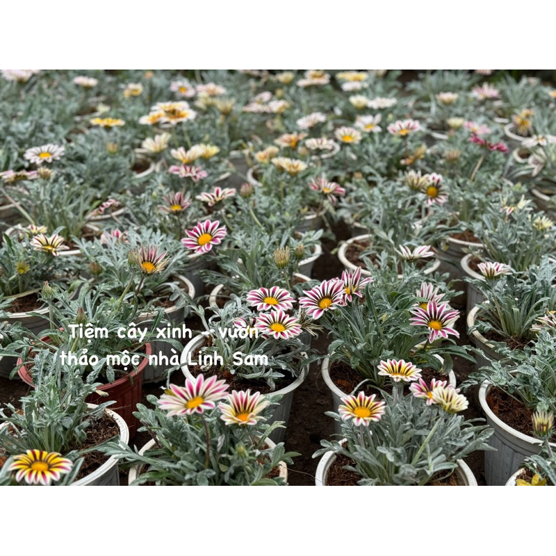 Cúc huân chương  / Gazania rigens