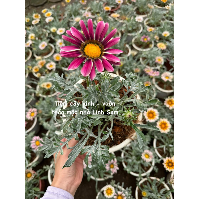 Cúc huân chương  / Gazania rigens