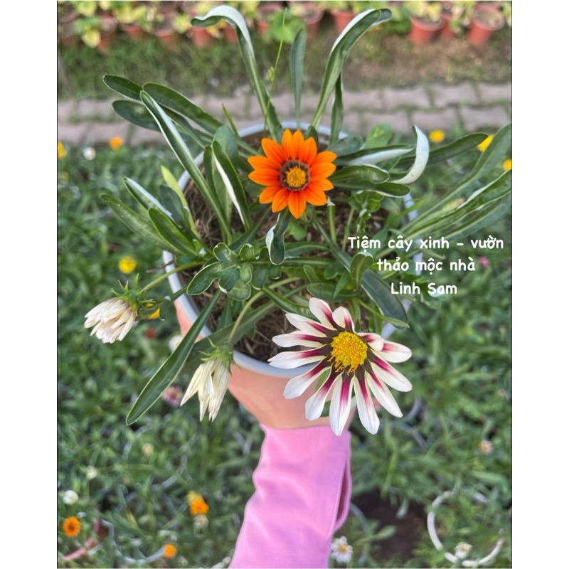 Cúc huân chương  / Gazania rigens