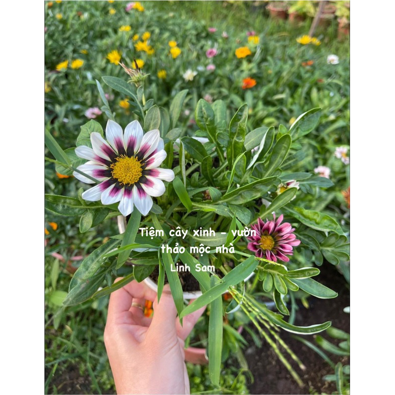 Cúc huân chương  / Gazania rigens