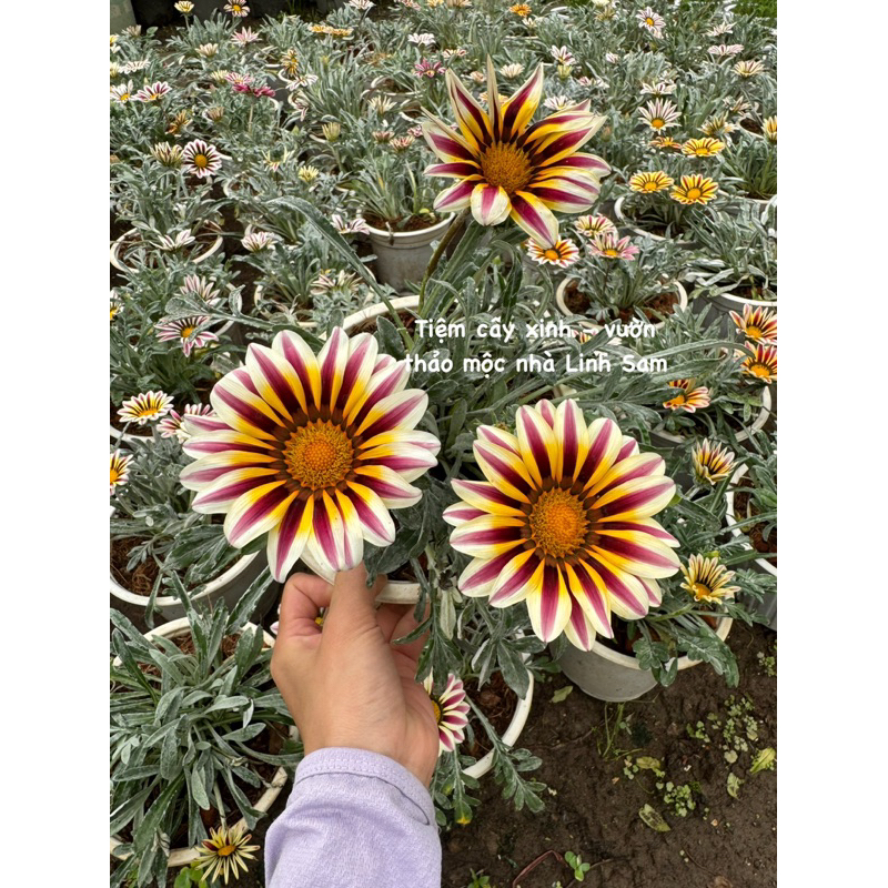 Cúc huân chương  / Gazania rigens