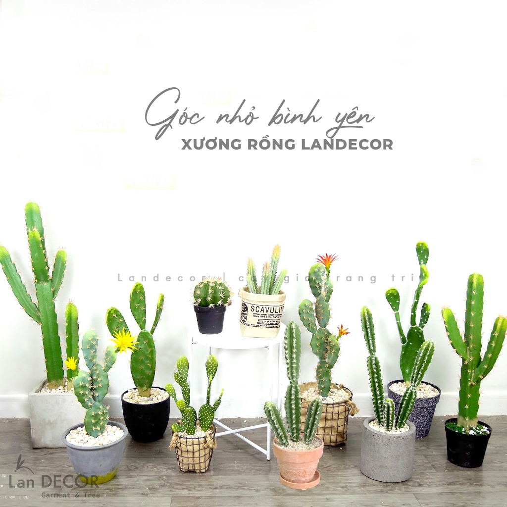 Cây xương rồng giả - Xương rồng giả giống hệt cây thật decor quán cafe, nhà hàng tạo không gian sang trọng, Lan Decor