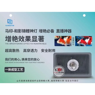Đèn Led Bể Cá Mayin Color – Tanning Cho Cá Rồng , cá koi Phù Hợp hồ ngoài trời lẫn trong nhà