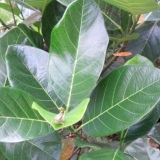 100g cái Lá mít tươi lợi sữa, lá gói bánh và nhiều công dụng