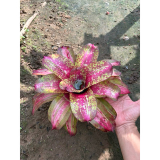 Dứa màu Nam Mỹ