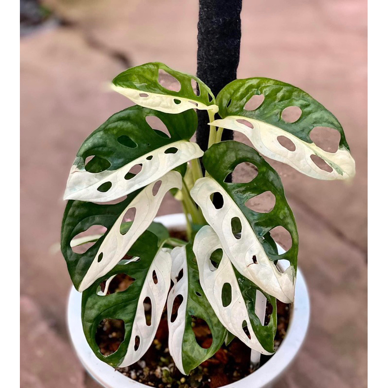 Cây Trầu Bà Lỗ