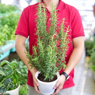 Cây Hương Thảo Lá Lớn Jun Garden Giống Mới Thơm Mạnh Dễ Chăm