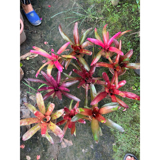 Dứa màu nam mỹ
