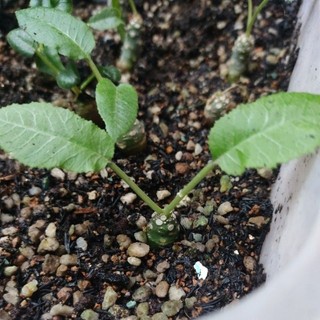 Chậu hoa mặt trời - Dorstenia