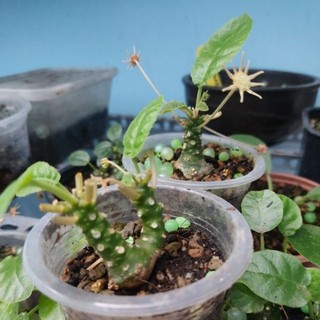 Chậu hoa mặt trời - Dorstenia