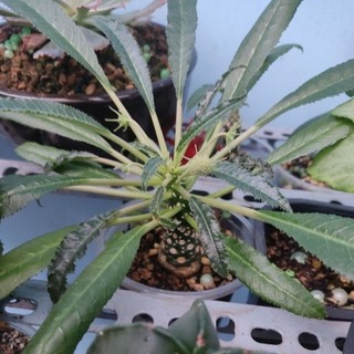 Chậu hoa mặt trời - Dorstenia