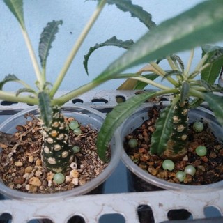 Chậu hoa mặt trời - Dorstenia