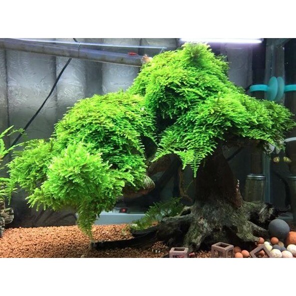 Rêu Mini Taiwan Gắn Lũa  Cho Hồ Cá, Bể Cá Thuỷ Sinh