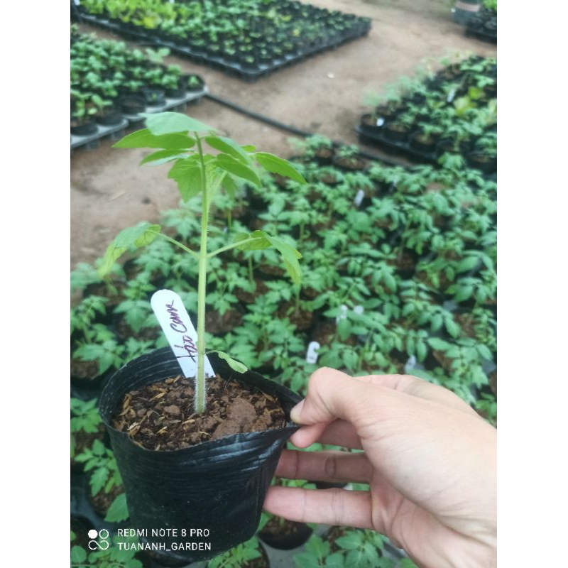 Cây cà chua bi đủ loại