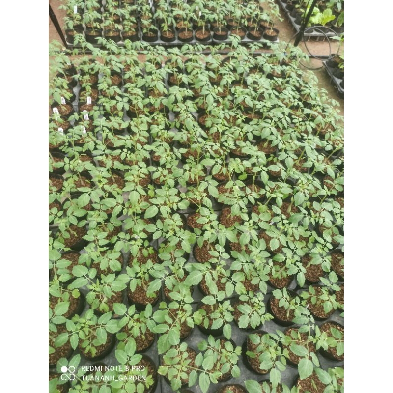 Cây cà chua bi đủ loại