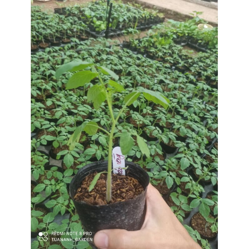 Cây cà chua bi đủ loại