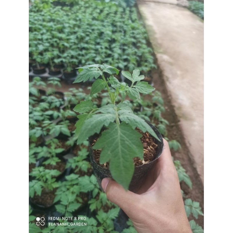 Cây cà chua bi đủ loại