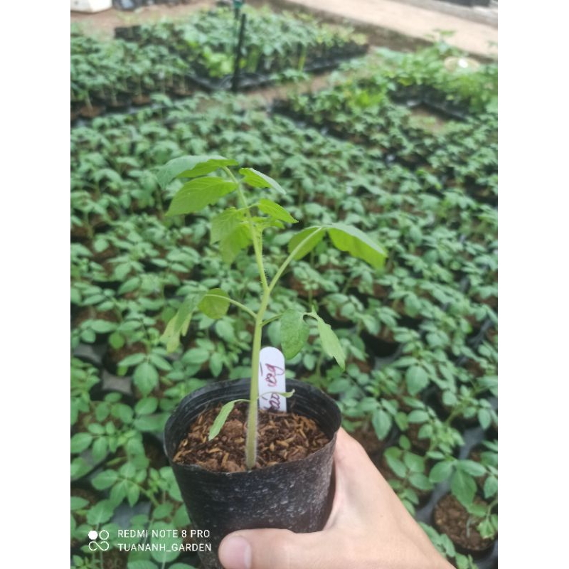 Cây cà chua bi đủ loại