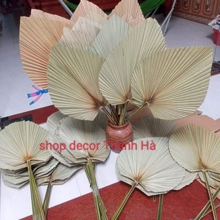 Lá cọ khô trang trí decor