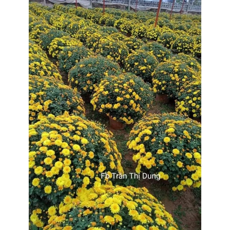 Cây giống cúc mâm xôi vàng cam ta xinh đẹp