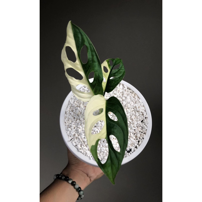 Cây Trầu Bà Lỗ