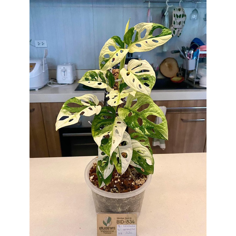 Cây Trầu Bà Lỗ