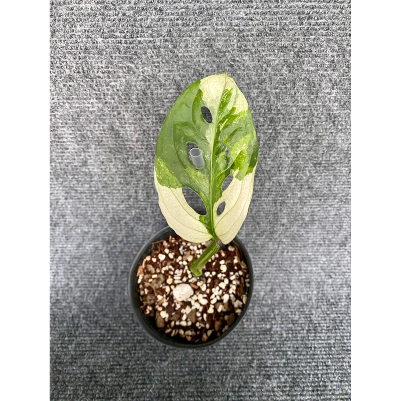 Cây Trầu Bà Lỗ