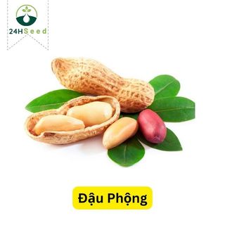 Hạt giống đậu phộng - giống lạc 24HSeed