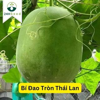 Hạt giống bí đao trái tròn Thái Lan 24HSeed