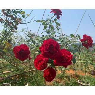 Gốc giống hoa hồng cổ sơn la