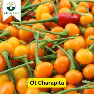 Hạt giống ơt Charapita - ơt Peru gói 5 hạt 24HSeed