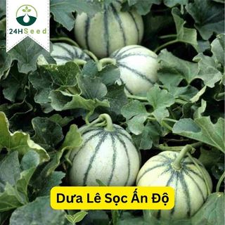 Hạt giống dưa lê sọc Ấn Độ ngon ngọt 24HSeed