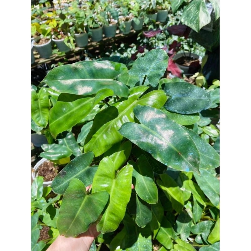 Tr.ầu Bà Tỷ Phú