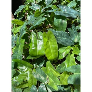 Tr.ầu Bà Tỷ Phú