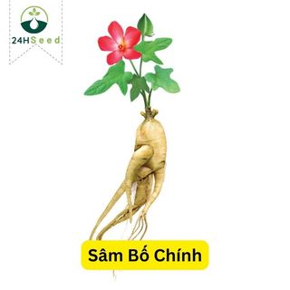 Hạt giống sâm bố chính thảo dược 24HSeed