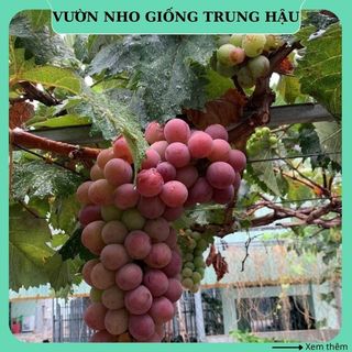 Cây nho giống Kyoho đỏ thân dây leo giàn Ninh Thuận NK16