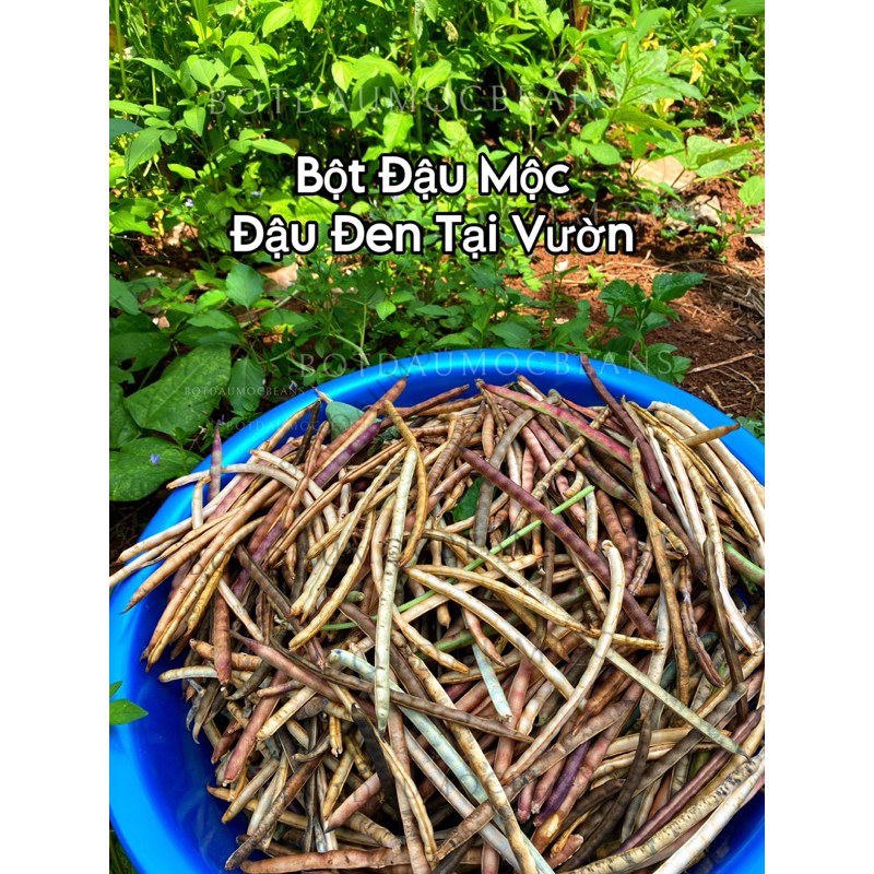 500GRAM Đậu Đen / Đỗ Đen Xanh Lòng