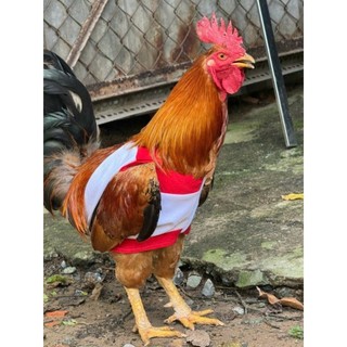 Thú bông 3D - GÀ ĐÁ, GÀ TẬP LỰC 🐓