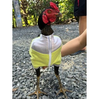 Thú bông 3D - GÀ ĐÁ, GÀ TẬP LỰC 🐓